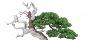 L’Art du bonsaï japonais