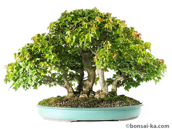 Bonsai de bonsai-ka